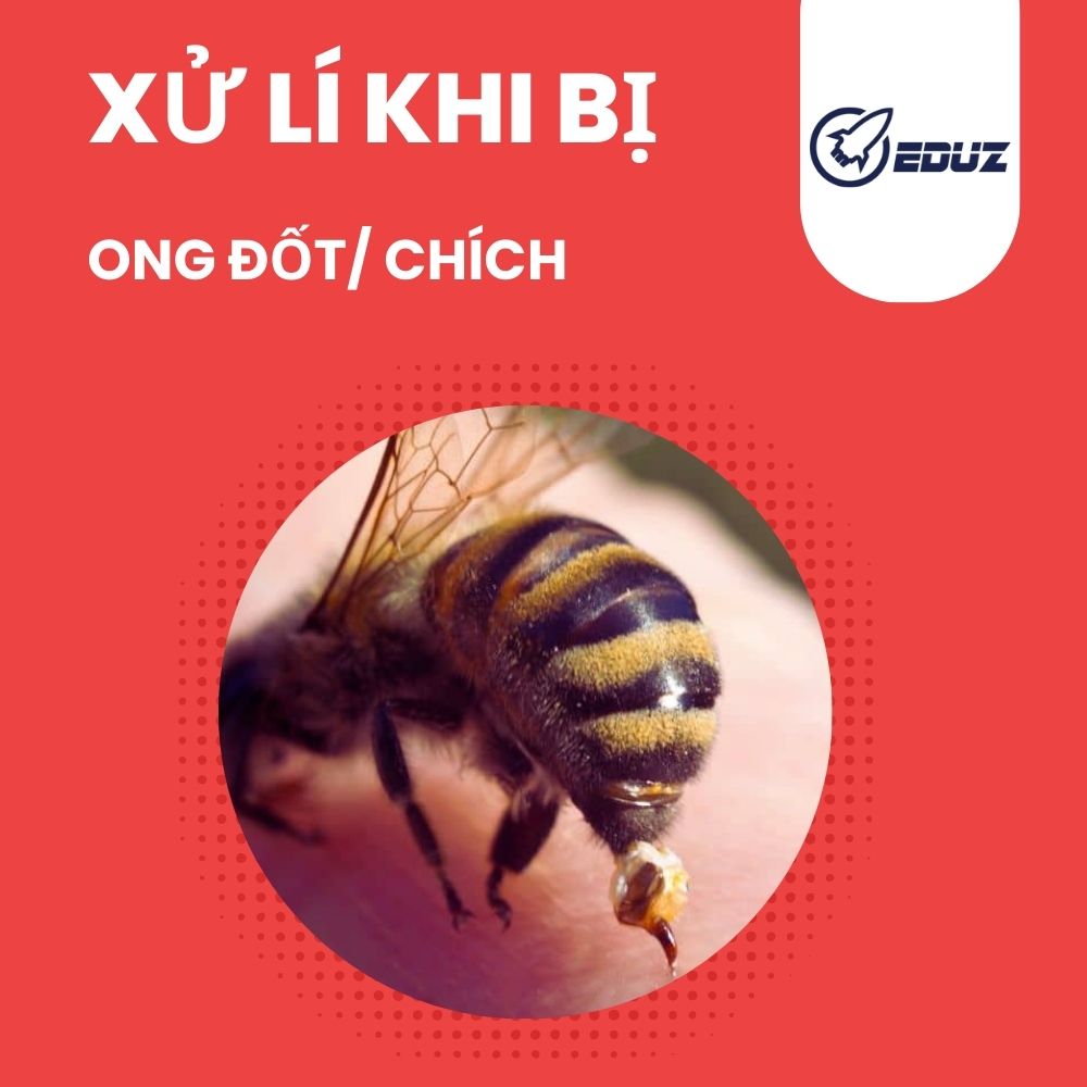 Ong Đốt: Triệu Chứng, Cách Xử Lý Và Lưu Ý Quan Trọng